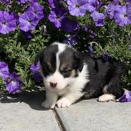 Pembroke Welsh Corgi Puppies from Whistling Wind Corgi’s