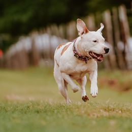 American Staffordshire Terriers from Blue Eagle Kennels