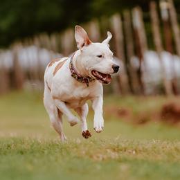 American Staffordshire Terriers from Blue Eagle Kennels