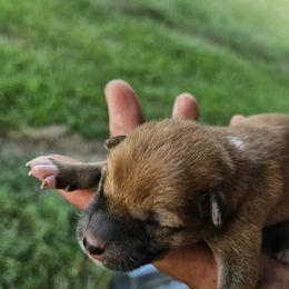 Boy1 - Red male Shiba Inu puppy in Leesville, Louisiana from Fountains Courageous