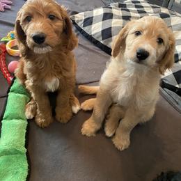 Goldendoodle Puppies from BB Doodles