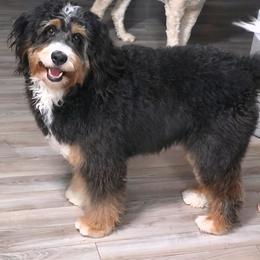 Bernedoodle and Bernese Mountain Dog Puppies from Flat Creek Bernedoodles