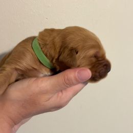 Green Collar Girl - Dark golden female Golden Retriever puppy in Salisbury, North Carolina from Piedmont Golden Retrievers