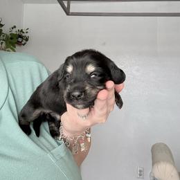 Willow - Black and tan female Dachshund puppy in Fort Worth, Texas from The Holloway Dachshunds