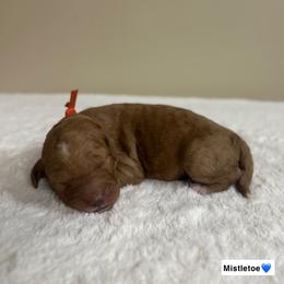 Mistletoe - Red  male Goldendoodle puppy in Crothersville, Indiana from Wischmeier’s Doodles