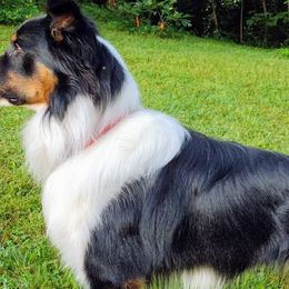 Old Time Scotch Collies from The Fiddlesticks Farm