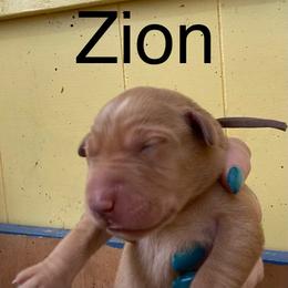 Zion - Yellow male Labrador Retriever puppy in Mineral, Virginia from Canine Assist
