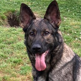 German Shepherds from von die Schlangengrube