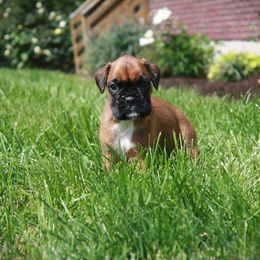 Newton - Fawn male Boxer puppy in Walton, Kentucky from Fast Lane Boxers