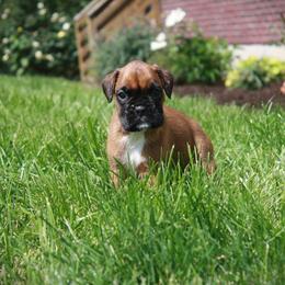 Newton - Fawn male Boxer puppy in Walton, Kentucky from Fast Lane Boxers