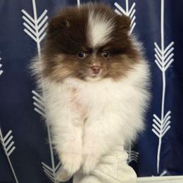 Teddy - Chocolate parti male Pomeranian puppy in Creswell, North Carolina from Grace's Poms🐾💕
