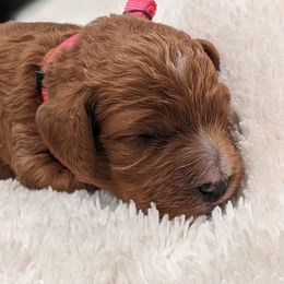 Cavapoo and Whoodle Puppies from Gardner Lane Puppies