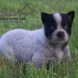 Rowena - Blue speckled female Australian Cattle Dog puppy in Waxahachie, Texas from MC Heelers