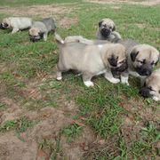 Kangal Puppies from DASA Ridge Kangals