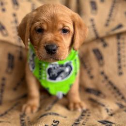 Woods - Yellow male Labrador Retriever puppy in Puyallup, Washington from 12 Door Farm Labradors