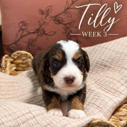 Tilly - Tri-color female Bernedoodle puppy in Burbank, Ohio from Berns & Doodles
