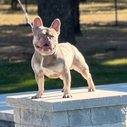 French Bulldogs from Boone county frenchies