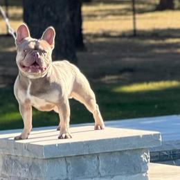 French Bulldogs from Boone county frenchies