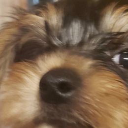 Yorkshire Terriers from Yorkies in Orange Park