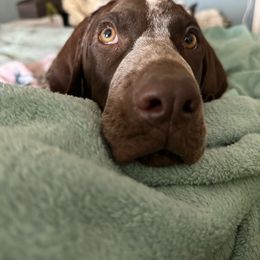 Stanly “Stan” - German Shorthaired Pointer puppy from GSP Pointer Family