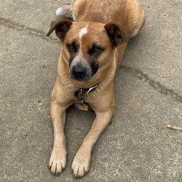 Australian Cattle Dogs from Flying J Homestead Cattle Dogs