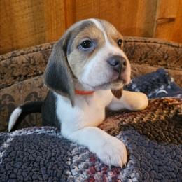 Orange Collar - Blue tan and white male Beagle puppy in Knoxville, Tennessee from River Valley Hounds
