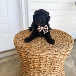 Wade - Black male Goldendoodle puppy in Soddy Daisy, Tennessee from The W Doods