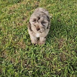 Tommy - Schnoodle puppy in Arkansas from Central AR Schnoodles