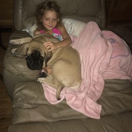 Mastiff Puppies from Celtic's Mastiffs