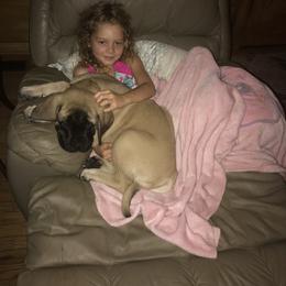 Mastiff Puppies from Celtic's Mastiffs