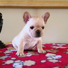Coco - Cream female French Bulldog puppy in Rogersville, Alabama from Angel's Boston Terriers and French Bulldog