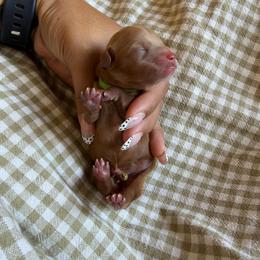 The Beast - Red male Cavapoo puppy in Tucson, Arizona from Indie Boo’s mini Cavapoos