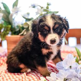 Yankee Doodle - Black tri male Miniature Australian Shepherd puppy in San Antonio, Texas from Wigglebutts Unlimited