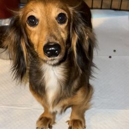 Chelsea - Dachshund