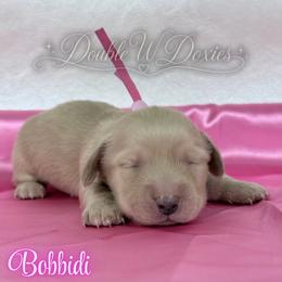 Bobbidi - Cream female Dachshund puppy in Alto, Texas from Double W Doxies