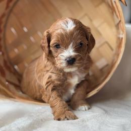 Reed - Red male Cavapoo puppy in Orrstown, Pennsylvania from Pawfect Fur Friends
