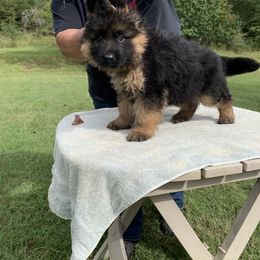 Wind (grey collar) - Black and red male German Shepherd puppy in King, North Carolina from Golly-G German Shepherds