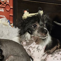 Leon - Chinese Crested puppy in Virginia from JRF Chinese Cresteds