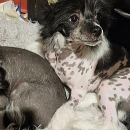 Leon - Chinese Crested puppy in Virginia from JRF Chinese Cresteds