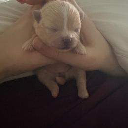 Female- light pink - Cream sable parti female Pomeranian puppy in Cheektowaga, New York from Buffalo Pomeranians 716