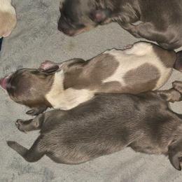 Blue cream piebald - Blue and cream female Dachshund puppy in Port Charlotte, Florida from Vicki's Dachshund Crossing
