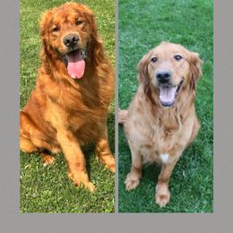 Golden Retriever puppies from South Hill Golden Retrievers