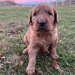 Red - Dark golden male Golden Retriever puppy in Mount Carmel, Tennessee from HS Goldens