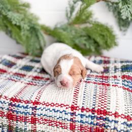 Everfrost - Parti female Goldendoodle puppy in Greencastle, Indiana from Willow & Co.
