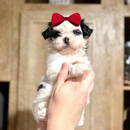 Girl 2 - Black and white female Shih Tzu puppy in Seguin, Texas from Dolled Up Shih Tzus