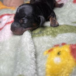 Ranger - Black and tan male Dachshund puppy in Littlestown, Pennsylvania from Little Kisses Doxies