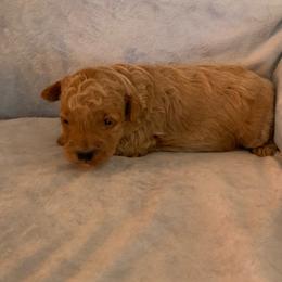 Chief - Apricot male Goldendoodle puppy in Haddam, Kansas from Golden B Acres