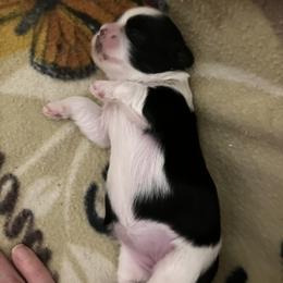 Shih Tzu Puppies from Simply Shih Tzu