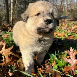 Puppy ID 1018255 - White and tan male Great Pyrenees puppy in Leicester, North Carolina from Randall Glen Pyrenees