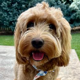 Winnie - Goldendoodle